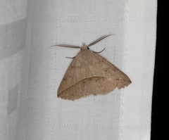 Ugia insuspecta