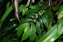 Elatostema reticulatum