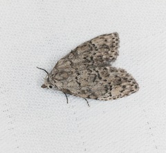 Barasa acronyctoides