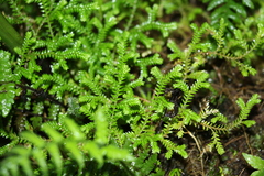 Selaginella brisbanensis