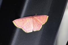 Chrysocraspeda miniosa