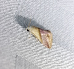 Eublemma cochylioides