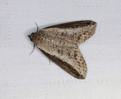 Lophoptera squammigera