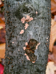 Corticium lombardiae