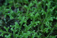 Selaginella brisbanensis