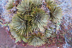 Aciphylla crosby-smithii