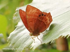 Abisara saturata