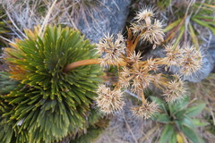 Aciphylla crosby-smithii