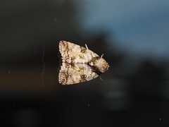 Blenina quinaria