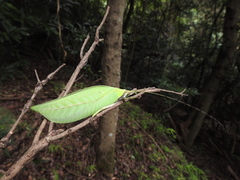 Onomarchus uninotatus