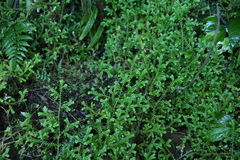 Selaginella brisbanensis