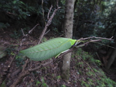 Onomarchus uninotatus