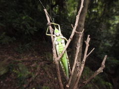 Onomarchus uninotatus