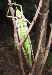 Onomarchus uninotatus