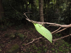 Onomarchus uninotatus