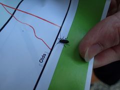 Acanthocinus pusillus