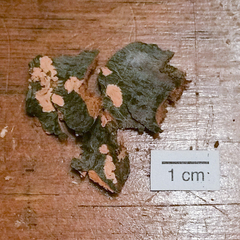 Corticium lombardiae