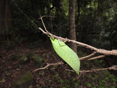 Onomarchus uninotatus