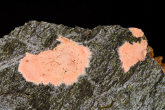 Corticium lombardiae