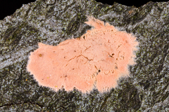 Corticium lombardiae