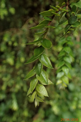 Metrosideros colensoi