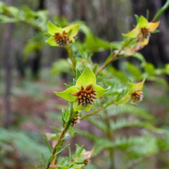 Pimelea linifolia linifolia