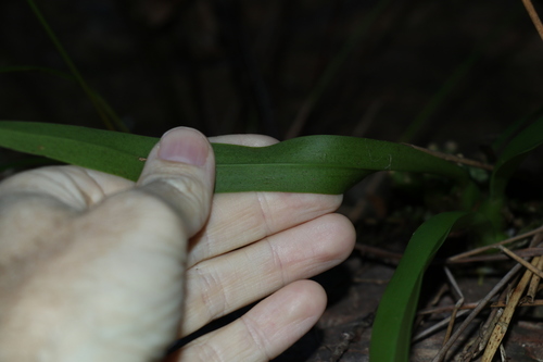 Image of Liparis swenssonii by (c) Greg Tasney, some rights reserved (CC BY-SA)