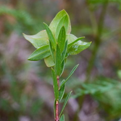 Pimelea linifolia linifolia