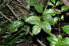 Pandorea baileyana