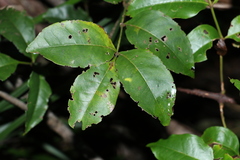 Pandorea baileyana