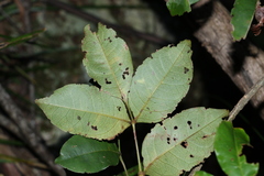 Pandorea baileyana