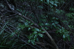 Pandorea baileyana