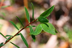 Pimelea linifolia linifolia