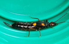 Nesogaster amoenus
