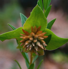 Pimelea linifolia linifolia