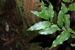 Cinnamomum oliveri
