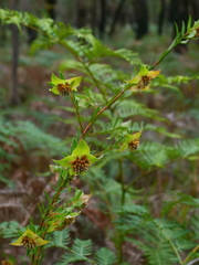Pimelea linifolia linifolia