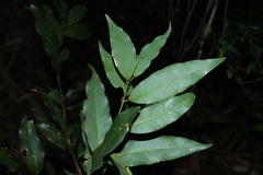 Cinnamomum oliveri
