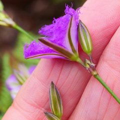 Thysanotus tuberosus tuberosus