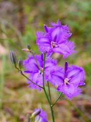 Thysanotus tuberosus tuberosus