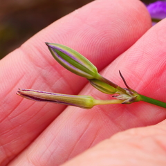 Thysanotus tuberosus tuberosus