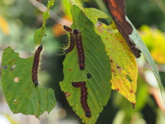 Phalera flavescens