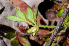 Xanthosia tasmanica