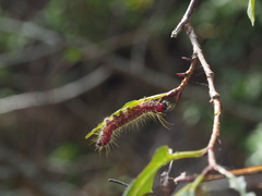 Phalera flavescens