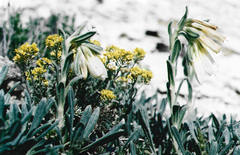 Onosma simplicissima