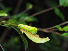 Disparia wilemani