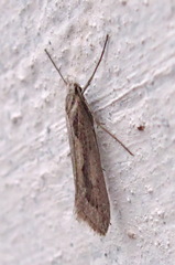 Deuterotinea casanella
