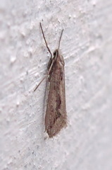 Deuterotinea casanella