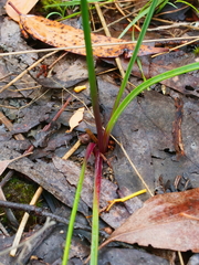 Thysanotus tuberosus tuberosus
