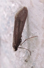 Deuterotinea casanella